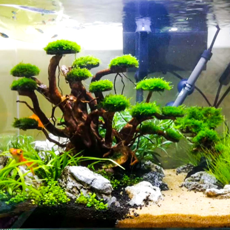 Aquarium Plant Roots - Aquarium Landscaping Moss Tree Skeleton Finished