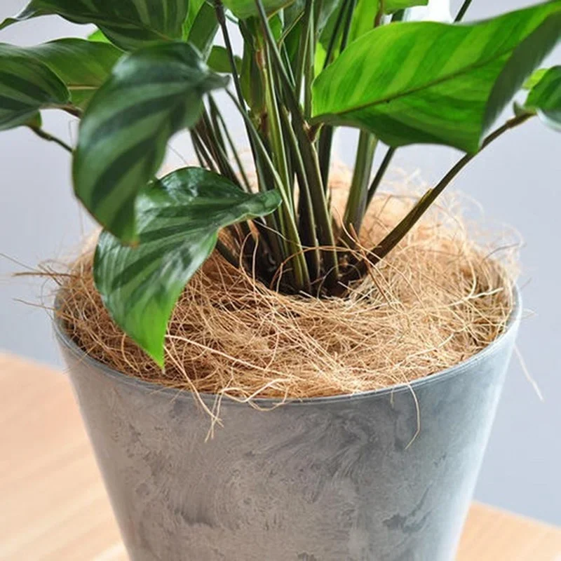 Natural Coconut Husk Fiber Flo - Tissue Culture Plant recension och pris