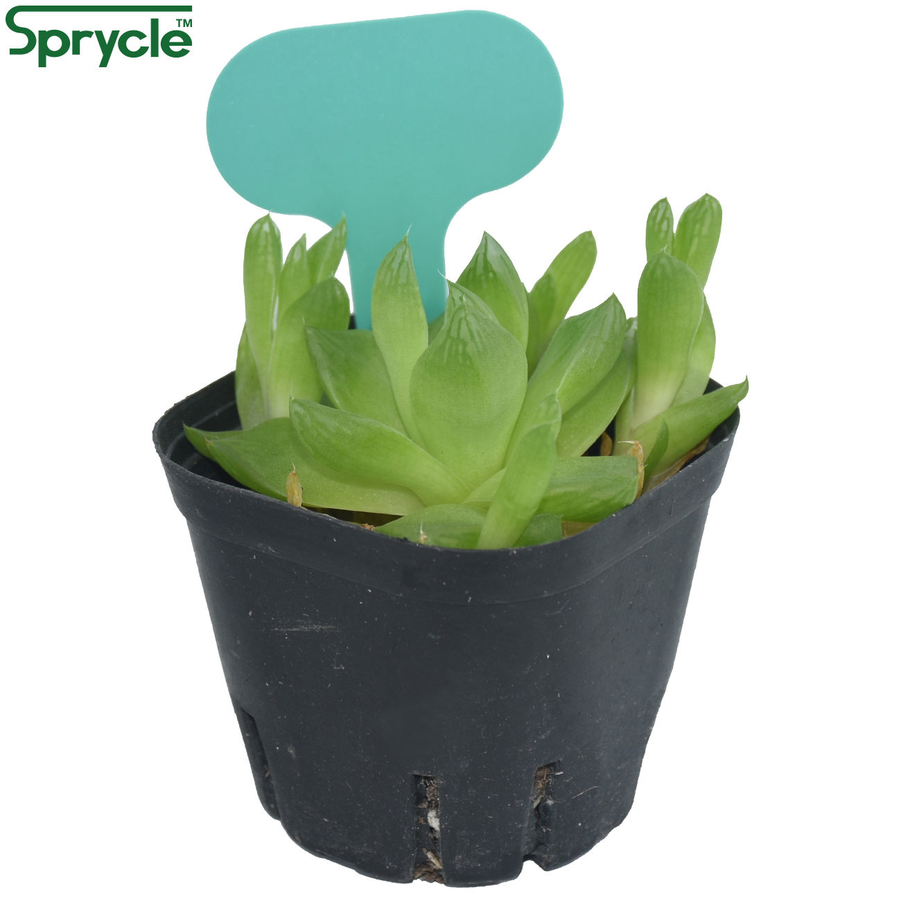SPRYCLE 50PCS 50*70MM Colorful - Tissue Culture Plant recension och pris