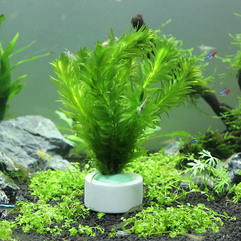 Aquarium Decoration Ceramic Ri - Aquarium Plant Rings recension och pris