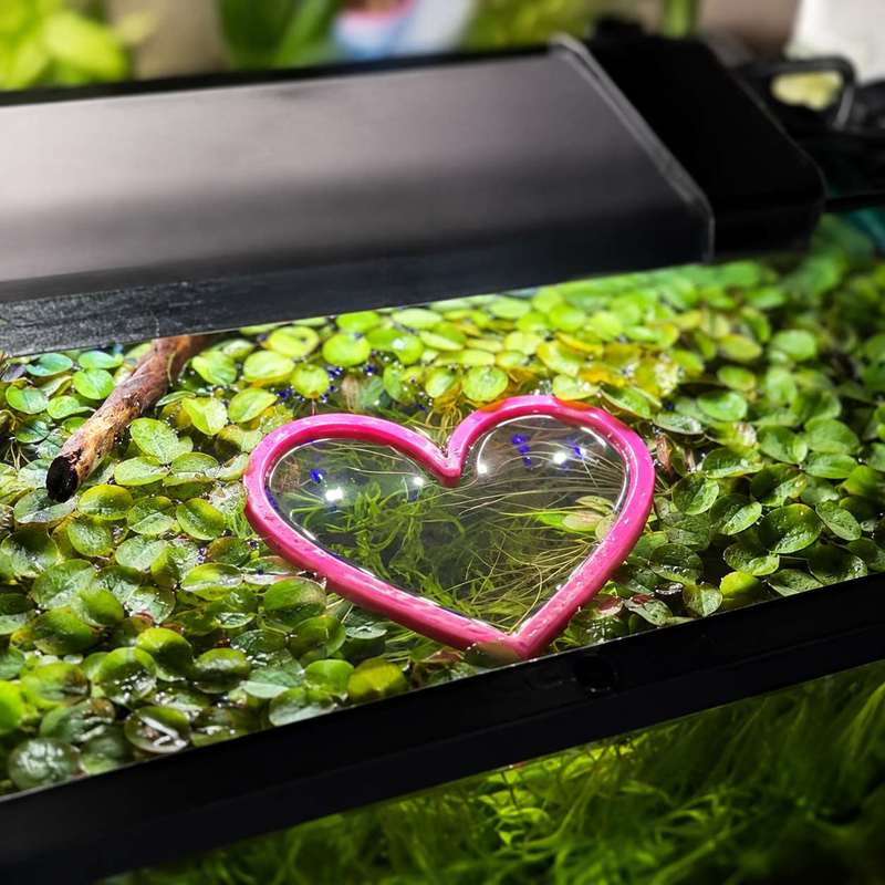 Heart Shaped Floating Fish Fee - Aquarium Plant Rings recension och pris