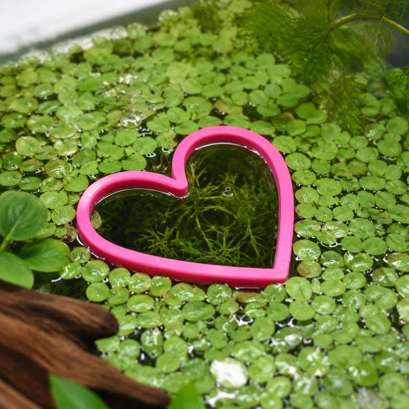 Heart Shaped Floating Fish Fee - Aquarium Plant Rings recension och pris